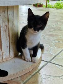 Gattini meticci maschi