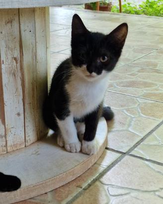 Gattini meticci maschi