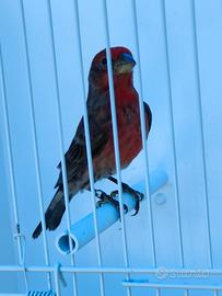 Ciuffolotti messicani