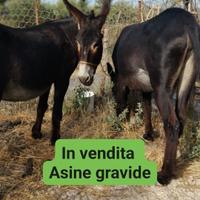Asine giovani
