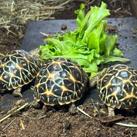 3 Geochelone Elegans - Tartaruga