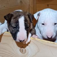 Miniature Bull Terrier