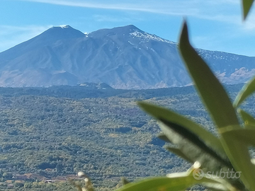 Terreno coltivato ad ulivi