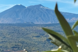 Terreno coltivato ad ulivi