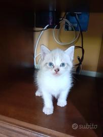 gattini siamesi occhi azzurri 