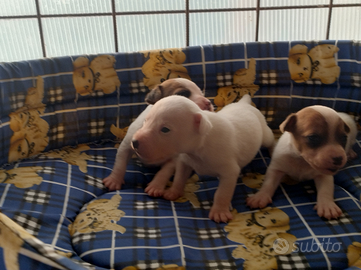 JACK RUSSELL pelo corto