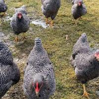 Barred rock ovaiole allevati a terra