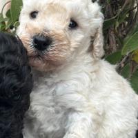 Cucciolo di barboncino