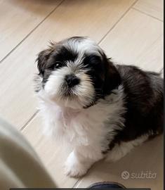 Accoppiamento Shih Tzu