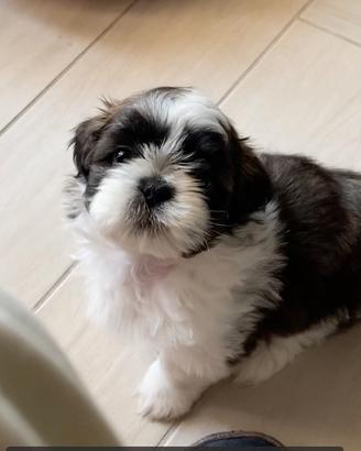 Accoppiamento Shih Tzu