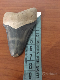 Dente di squalo Megalodonte