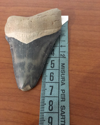 Dente di squalo Megalodonte