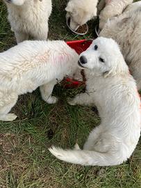 Cani pastore abruzzo maremmano 5 mesi pecore