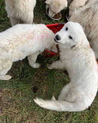 Cani pastore abruzzo maremmano 5 mesi pecore