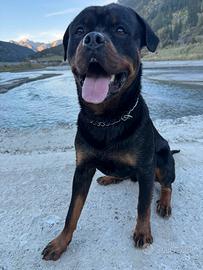 Rottweiler per Cuccioli