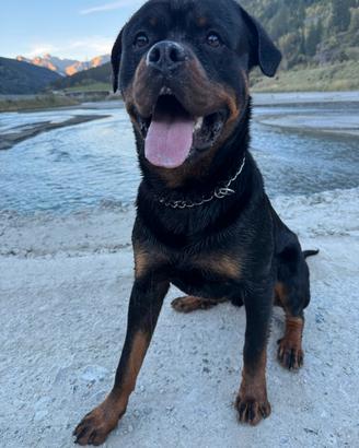 Rottweiler per Cuccioli