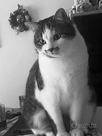 Manto Tigrato e bianca