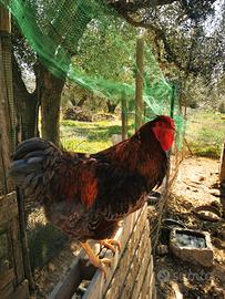 Gallo
