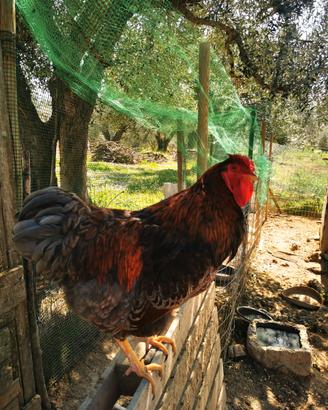 Gallo