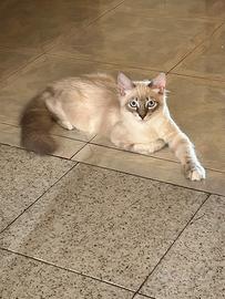 Cucciolo Ragdoll disponibile 4 mesi
