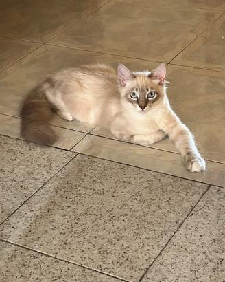 Cucciolo Ragdoll disponibile 4 mesi