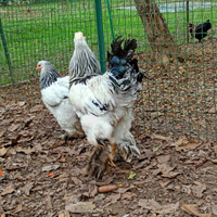 Gallo brahma