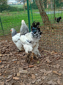 Gallo brahma
