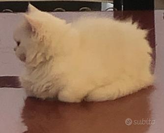 Cuccioli di gatto persiano