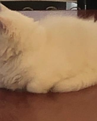 Cuccioli di gatto persiano