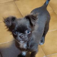 Chihuahua pedegree