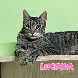 LUCINDA gattina di 1 anni