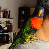 Pappagallo Lorichetto e rubritorquis