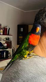 Pappagallo Lorichetto e rubritorquis