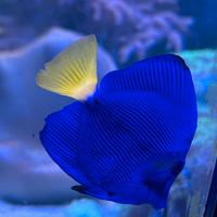 Pesce chirurgo Zebrasoma Xanthurum