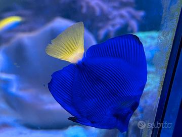 Pesce chirurgo Zebrasoma Xanthurum