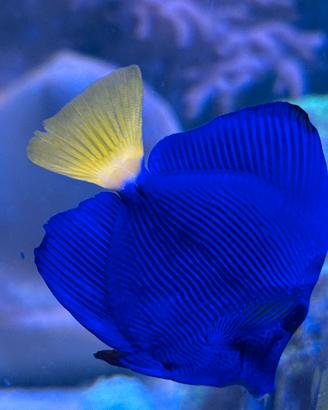 Pesce chirurgo Zebrasoma Xanthurum