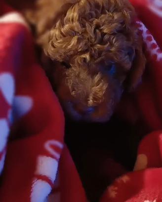 Barboncino toy 5 mesi