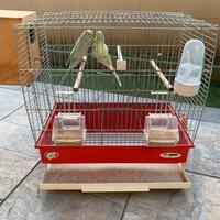 Coppia uccelli colorati