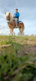 Haflinger 5 anni