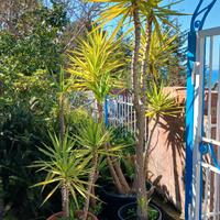 Yucche piante da Giardino in vaso