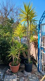 Yucche piante da Giardino in vaso
