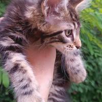 Cucciolo Maine Coon Brown Tabby con pedigree