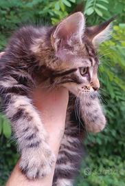 Cucciolo Maine Coon Brown Tabby con pedigree