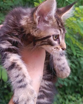 Cucciolo Maine Coon Brown Tabby con pedigree
