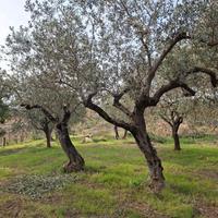 Ulivi secolari