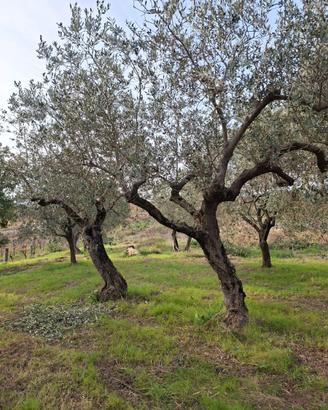 Ulivi secolari