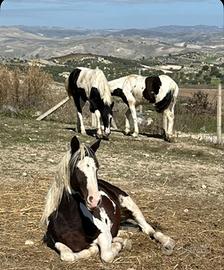Puledre barockpinto con documenti olandesi