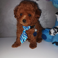 Cuccioli di barboncino toy