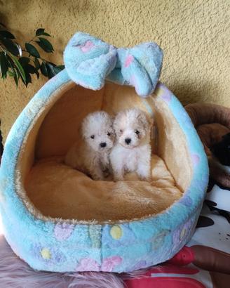 Meravigliosa cucciolata di barboncino mini Toy 
