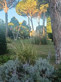 Tutto fare